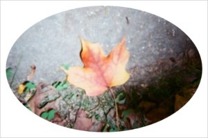 232323232fp53565_nu=374;_;65_93;_283_;65_2_237ot1lsi